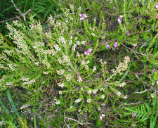 bruyère blanche
