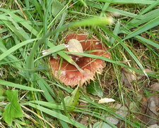 Champignon ?
