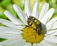 La Lepture tachetée (2)