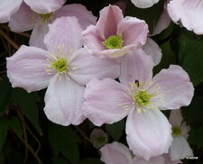 Fleurs de clématites.