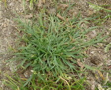 Plantain corne de cerf .
