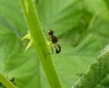 Sepsides fulgens 