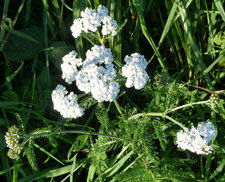Achillée millefeuille blanche
