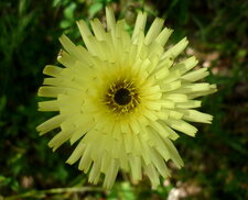 Urosperme de Daléchamps