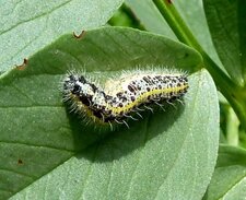 Chenille piéride du chou 2