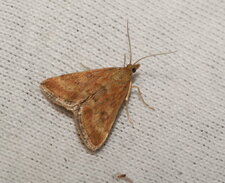 Pyrausta despicata