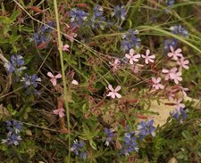 Polygala & saponaire