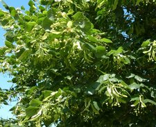 Tilleul a grandes feuilles