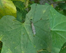 Tipule Trichocera sp