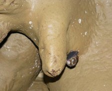 Chauve souris dans une grotte, Laos