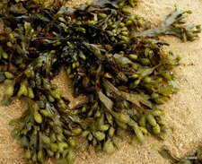 Varech spiralé (Fucus spiralis)