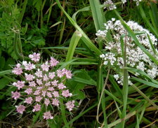 Carotte à gomme (daucus carota)