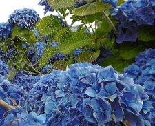 Hortensia "bleu royal" et sa parure de perles
