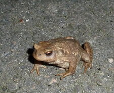 Crapaud