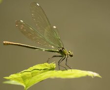 Caloptéryx éclatant - femelle