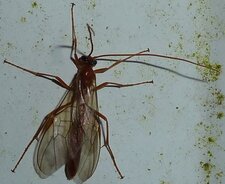  Ichneumon.