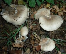  clitopile petite prune