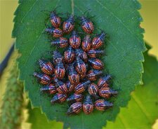 Le petit Acanthosome (3)