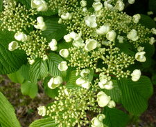 Hortensia grimpant