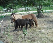 La tétée du petit du poney
