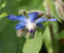 Bourrache officinale