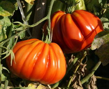 Tomate "coeur de boeuf"