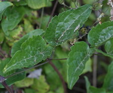La feuille
