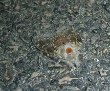 La Noctuelle turque Mythimna turca.Noctuelle.???