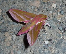 Le Grand Sphinx de la vigne Deilephila elpenor.Noctuelle.