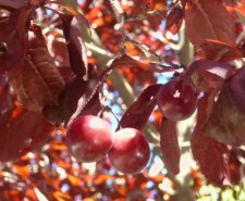 Prunus cerasifera pissardii
