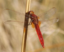 Crocothemis écarlate - mâle