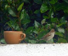 Moineau domestique