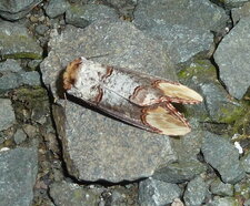 La Bucéphale Phalera bucephala.Noctuelle.