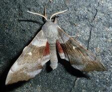 Le Sphinx du peuplier Laothoe (Amorpha) populi .Noctuelle.