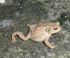 Crapaud