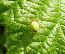 Araniella sp.