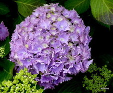 Hortensia