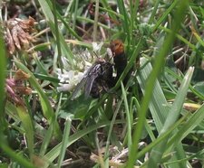 Mouche