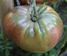 Tomate "noire de crimée"