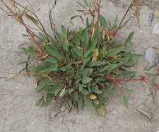 Anthyllis vulneraria - le pied