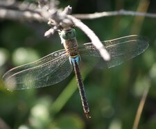 Anax parthenope