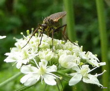 Empis tessallata .