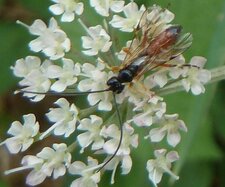 Ichneumon 