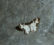 Lomspilis marginata. Noctuelle.