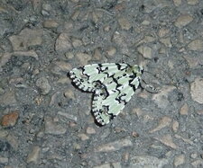 Avrilière ou Noctuelle avrilière (Moma alpium) 
