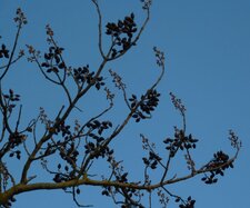 Paulownia