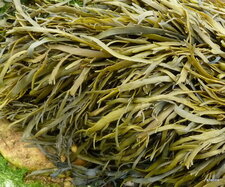 Algue brune Ascophyllum nodosum