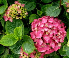 Hortensia