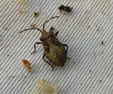 Anasa armigera nymphe