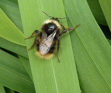 Bombus pratorum.